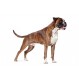 Royal canin Boxer Trockenfutter für Boxer
