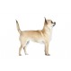 Royal canin Chihuahua Trockenfutter für Chihuahua