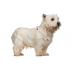 Royal canin Westie Trockenfutter für West Highland White Terrier