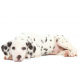 Royal canin Dalmata junior 12 kg. Trockenfutter für junge Dalmatiner